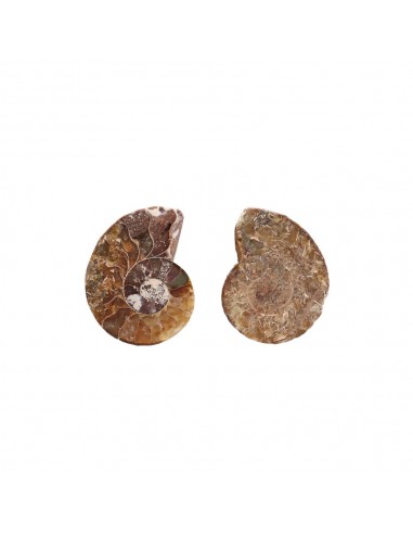 Pareja di Ammonite 2-3cm Qualità B
