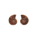 Pareja de Ammonite 2-3cm Calidad B