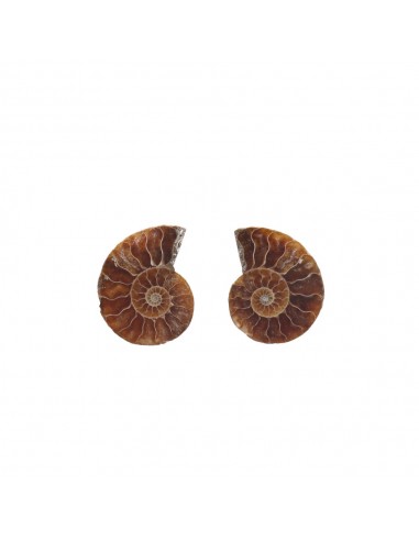 Paire d'ammonites 2-3cm Qualité B