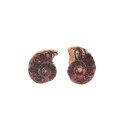 Par de Amonite 2-3cm