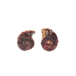 Coppia di Ammonite 2-3cm