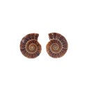 Par de Amonite 2-3cm