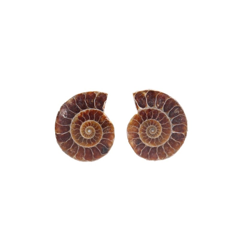 Coppia di Ammonite 2-3cm