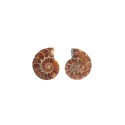 Par de Amonite 2-3cm