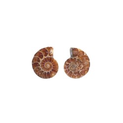Coppia di Ammonite 2-3cm