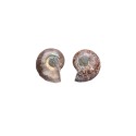 Par de Amonite 2-3cm