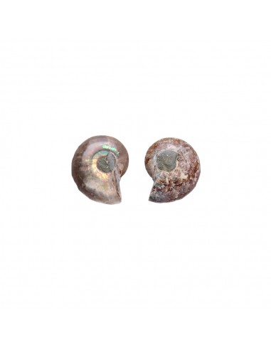 Pair of Ammonite 2-3cm