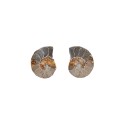 Par de Amonite 2-3cm