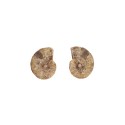 Coppia di Ammonite 2-3cm