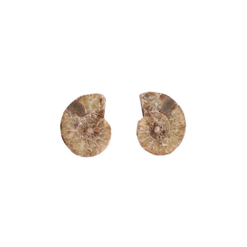 Coppia di Ammonite 2-3cm