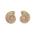 Par de Amonite 3-4cm