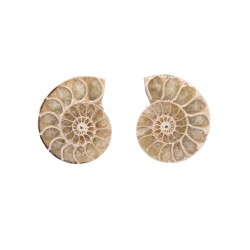 Coppia di Ammonite 3-4cm