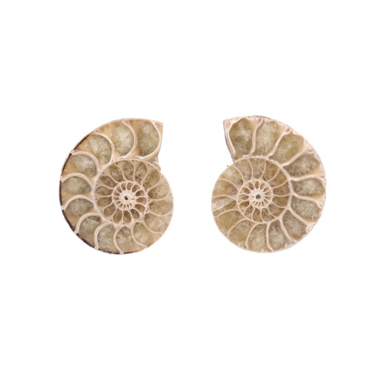 Coppia di Ammonite 3-4cm