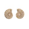 Coppia di Ammonite 3-4cm