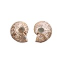 Par de Amonite 3-4cm