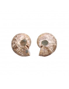 Paire d'ammonites 3-4cm 2