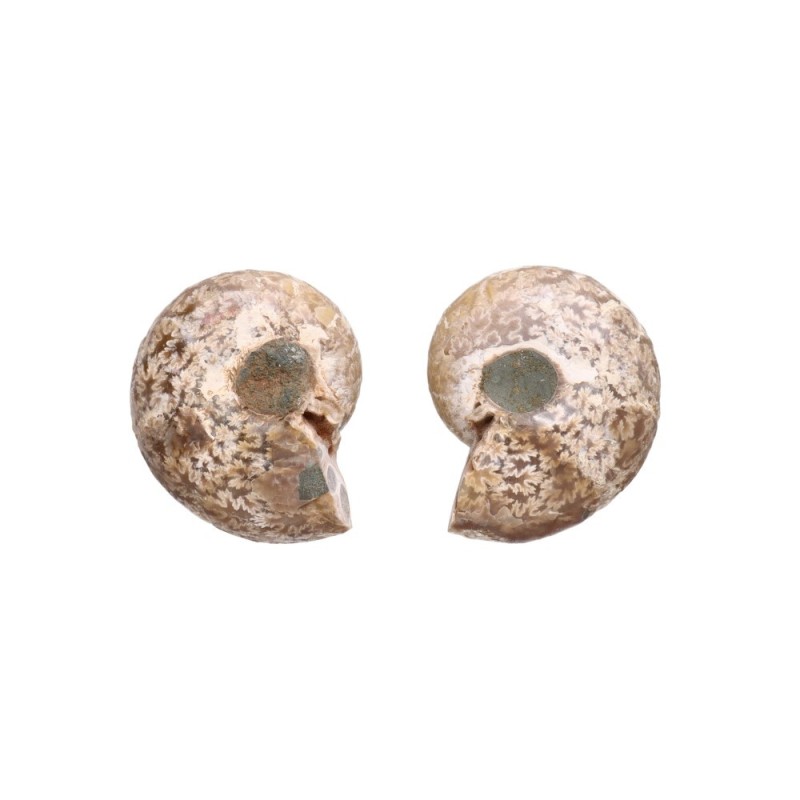 Coppia di Ammonite 3-4cm