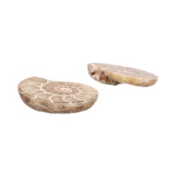 Coppia di Ammonite 3-4cm