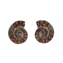 Coppia di Ammonite 3-4cm