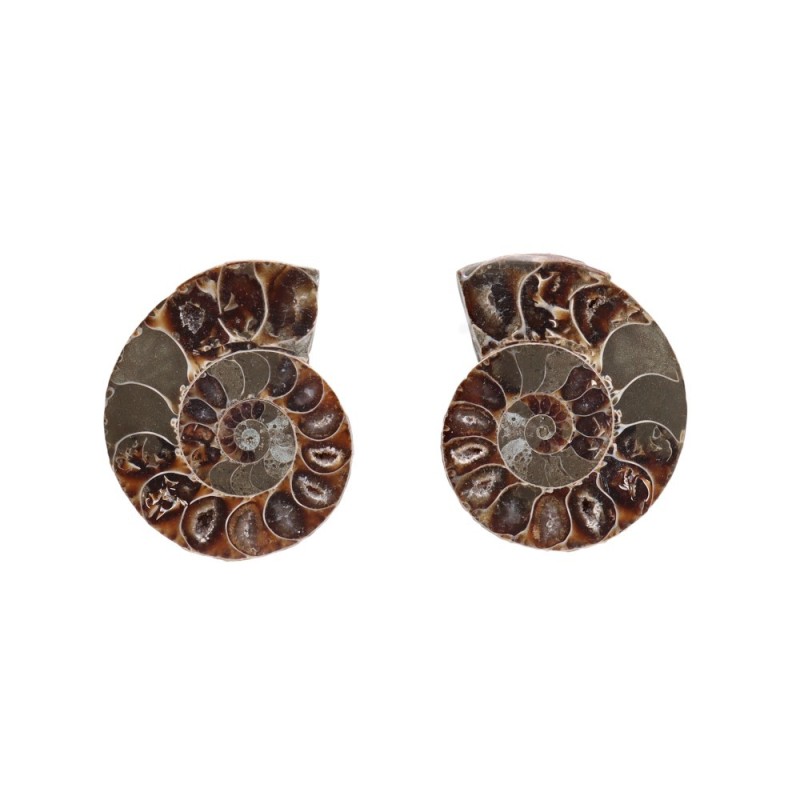 Coppia di Ammonite 3-4cm