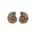 Par de Amonite 3-4cm