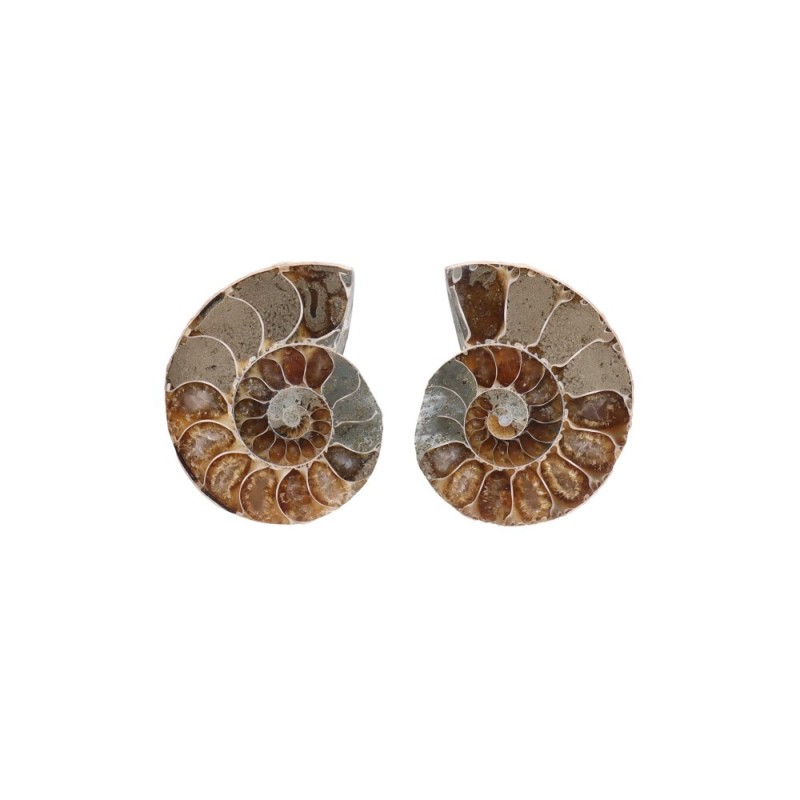 Coppia di Ammonite 3-4cm
