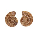 Pareja de Ammonite 3-4cm
