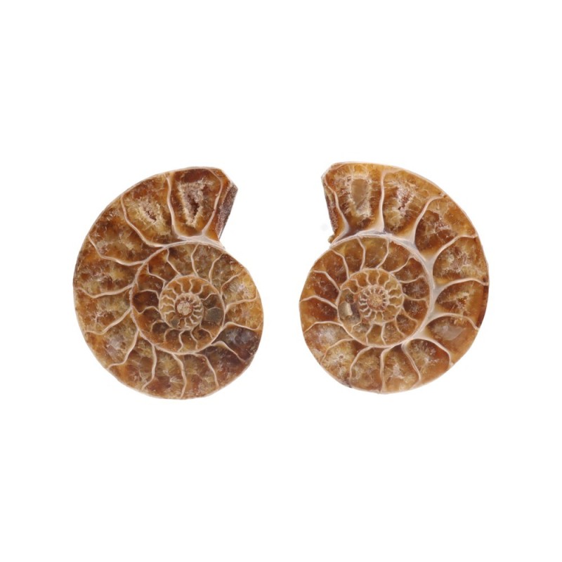 Coppia di Ammonite 3-4cm