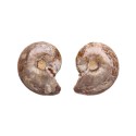 Par de Amonite 3-4cm