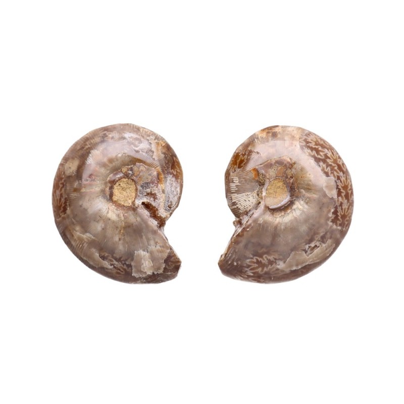 Coppia di Ammonite 3-4cm