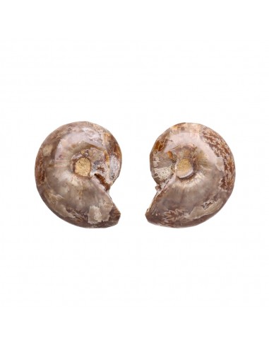 Paire d'ammonites 3-4cm