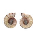 Paire d'ammonites 3-4cm