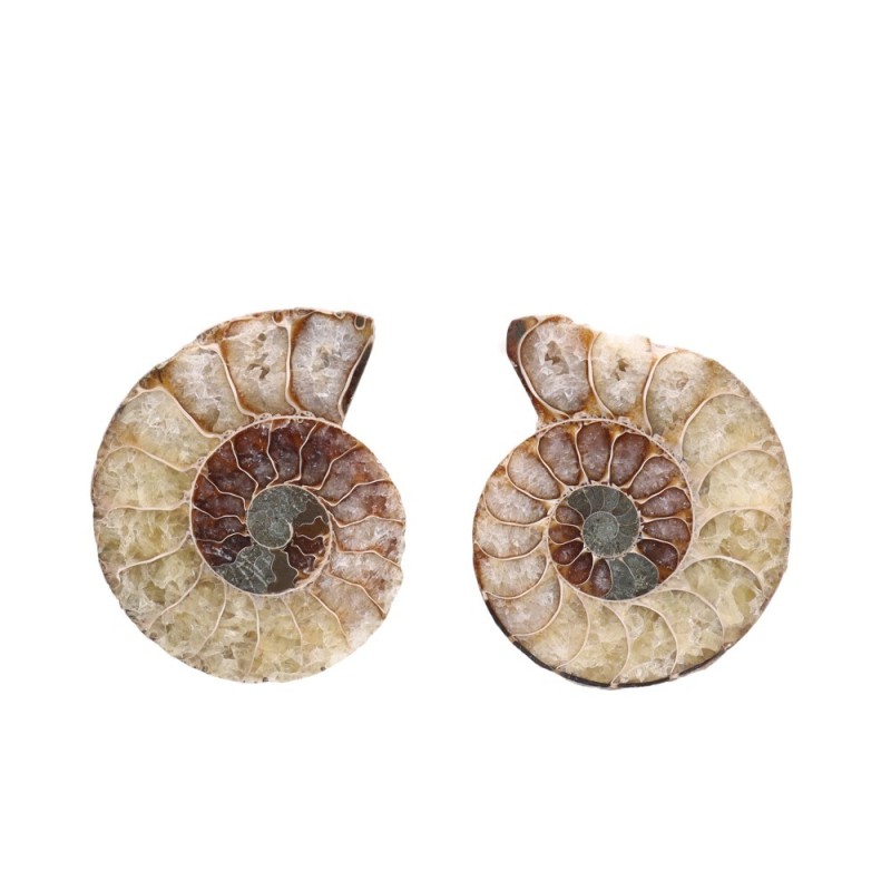 Coppia di Ammonite 3-4cm