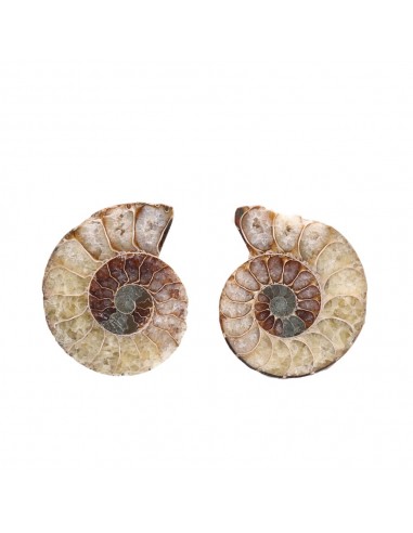 Paire d'ammonites 3-4cm