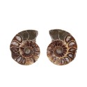 Par de Amonite 3-4cm