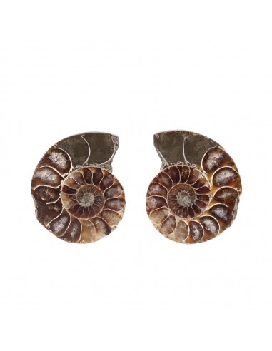 Paire d'ammonites 3-4cm