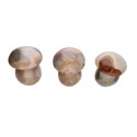 Polished Polychrome Jasper Mushrooms