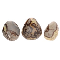 Forme Lucide di Septaria