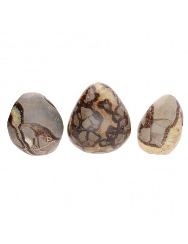 Forme levigate di septaria.