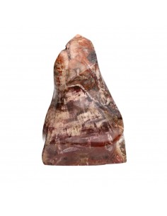 Xylophallus Forme polie PX1