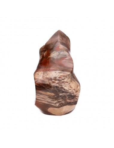 Forma levigata di legno fossile PX2