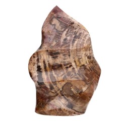 Xylophallus Forme polie PX4