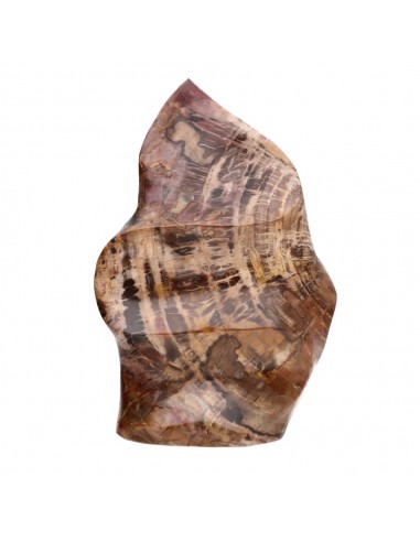 Xylophallus PX4 Polished Form