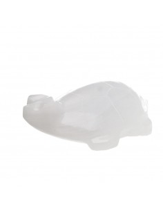 Familia de Tortugas de...