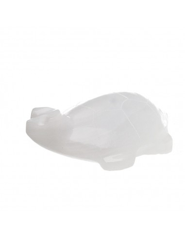 Famiglia di tartarughe di calcare bianco