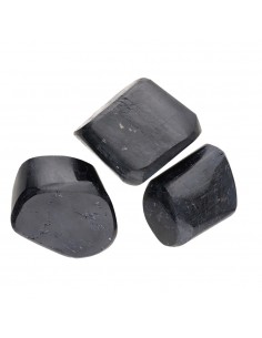 Tormalina levigata 2