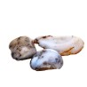Semipolished dendritic agate