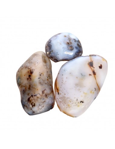 Semipolished dendritic agate