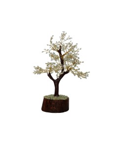 Albero di Acquamarina...
