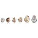 Cabochon di Conchiglia Cristallizzata